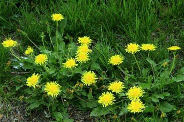 蒲公英采摘季節(jié)，春季食用秋季藥用