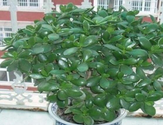 燕子掌能放在室內(nèi)養(yǎng)嗎，能/吸收有害氣體、釋放氧氣(身體健康)