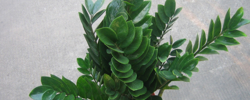 搖錢樹葉子發(fā)黃脫落怎樣挽救