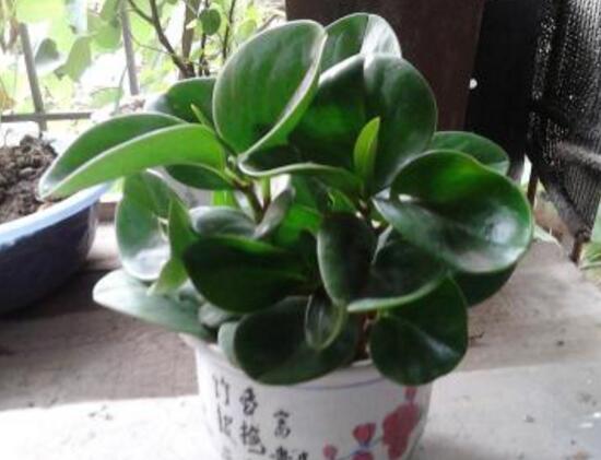 碧玉對身體有什么好處，碧玉的功效與作用