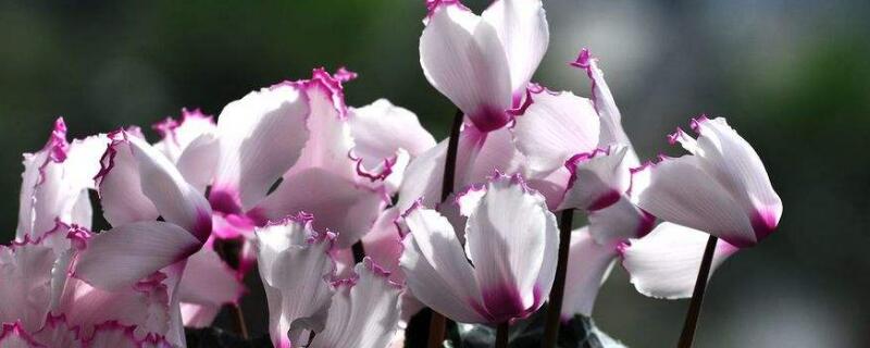 仙客來葉子發(fā)黃怎么辦