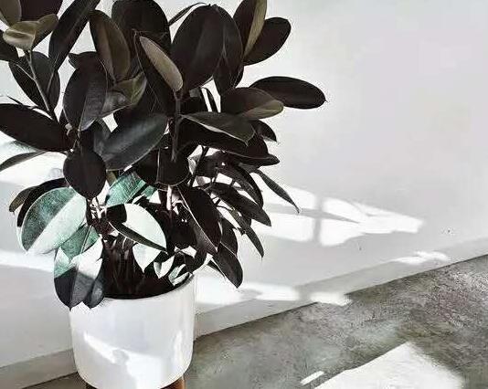 橡皮樹怎么摘心，手把手教你橡皮樹的摘心方法