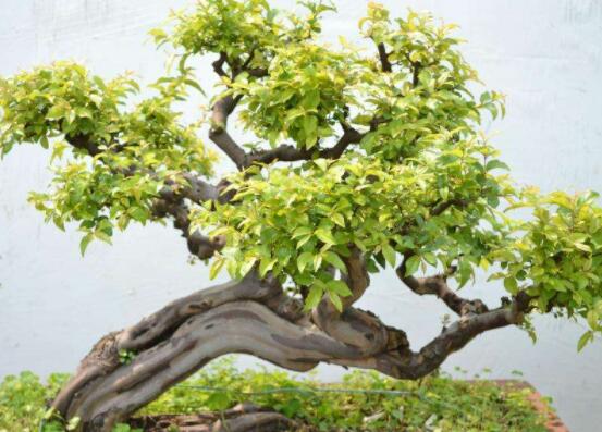 九里香盆景的養(yǎng)殖方法，做好七個(gè)基本養(yǎng)殖要點(diǎn)滿盆花香