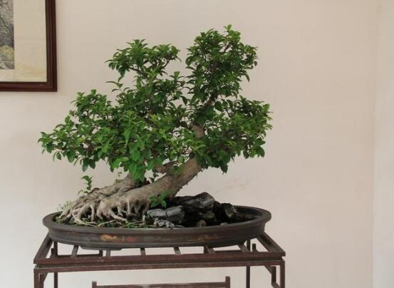 榕樹(shù)葉子發(fā)黃怎么辦，榕樹(shù)葉子發(fā)黃解決辦法