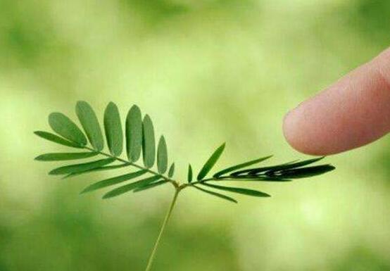 含羞草對(duì)人體有害嗎，微毒無(wú)害/美化家居、凈化空氣