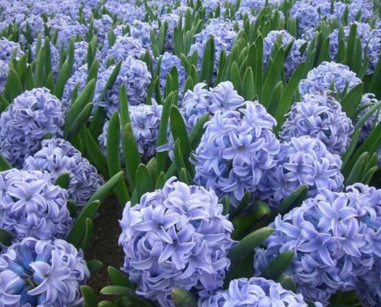 風信子葉子太長立不住是怎么回事，教你常見三種原因以及解決方法