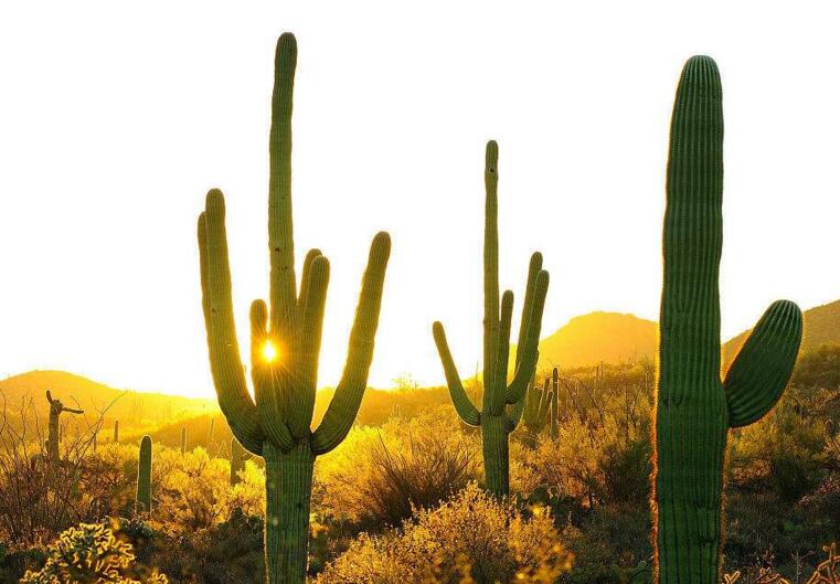 仙人球長小球要修剪嗎，最好把這些小球進行移栽