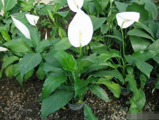 一帆風(fēng)順花期，大多數(shù)在5-8月開花(一年四季均可開花)