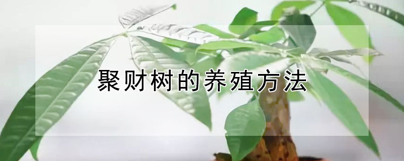 聚財樹的養(yǎng)殖方法