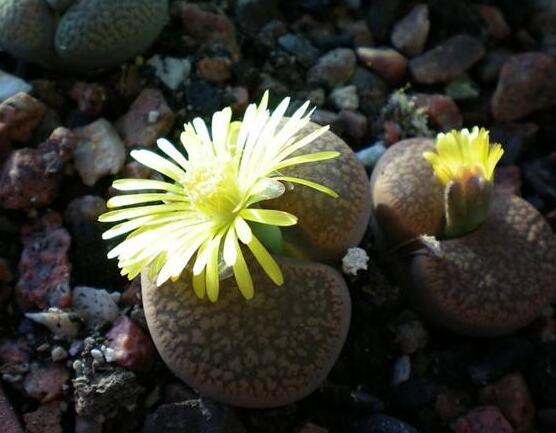 生石花移植方法，做好六點(diǎn)基本步驟成功率百分百