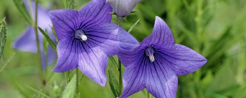 牽牛花苗的養(yǎng)護方法