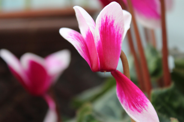 仙客來的繁殖方法，播種繁殖/切莖繁殖/組織繁殖