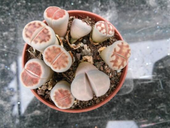 生石花家庭養(yǎng)護(hù)，老農(nóng)總結(jié)最實(shí)用五大要點(diǎn)