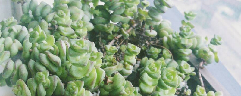 錢(qián)串子植物有毒嗎