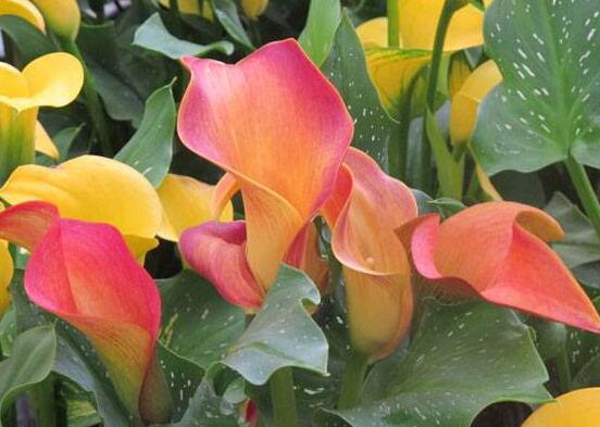 彩色馬蹄蓮花期多長(zhǎng)，從11月一直開放到來年5月(半年)