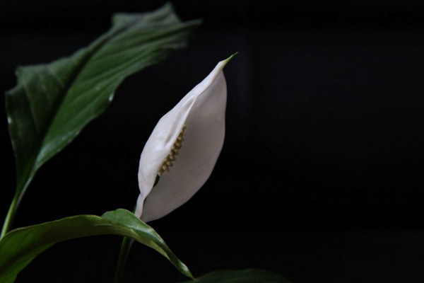 一帆風(fēng)順的葉子尖干枯怎么辦，可更換盆土或進(jìn)行通風(fēng)