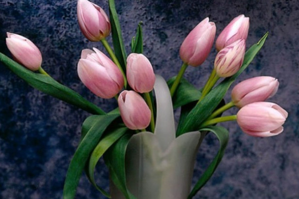 郁金香春節(jié)開(kāi)花嗎