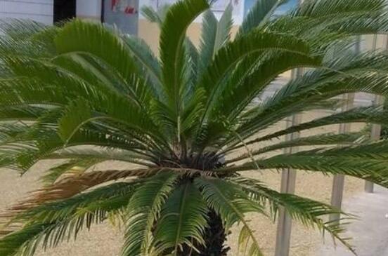 養(yǎng)鐵樹(shù)有什么忌諱，沖擊財(cái)運(yùn)與福運(yùn)/戀愛(ài)結(jié)婚難