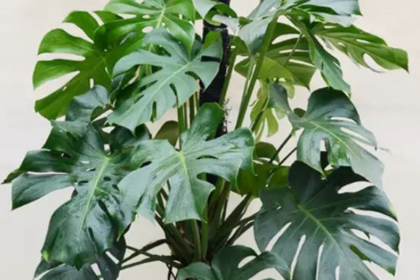 龜背竹冬天會(huì)凍死嗎