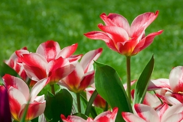 郁金香的特點(diǎn)有哪些