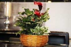 馬蹄蓮花怎么養(yǎng)，不容錯(cuò)過(guò)的5大要點(diǎn)