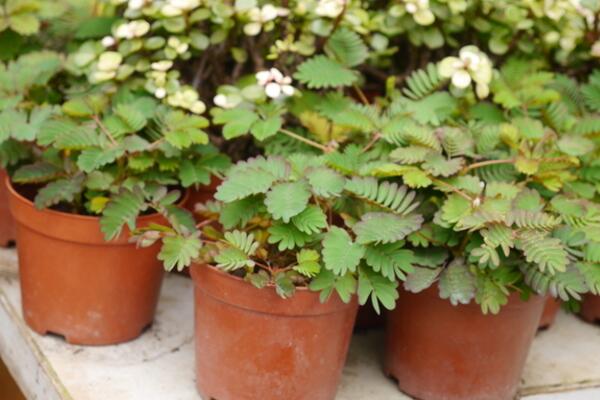 含羞草夏天怎么養(yǎng)，不可忽視的四大要點