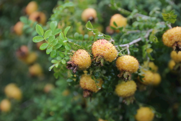 金櫻子的生長(zhǎng)周期