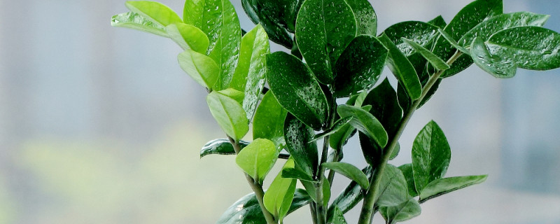 金錢樹秋天會落葉嗎