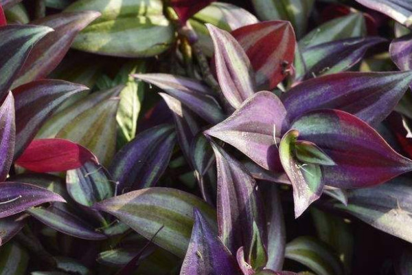 紫色吊蘭怎么養(yǎng)才能更旺盛