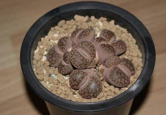 生石花怎么繁殖，最常用兩種繁殖方法(播種與分株)