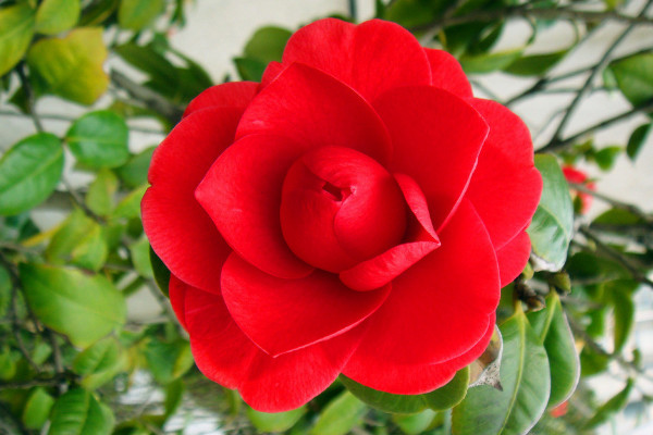 茶花打骨朵不開(kāi)花原因