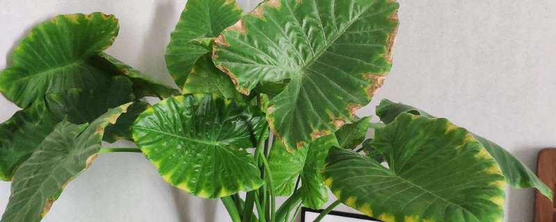 霸王玉和滴水觀音的區(qū)別