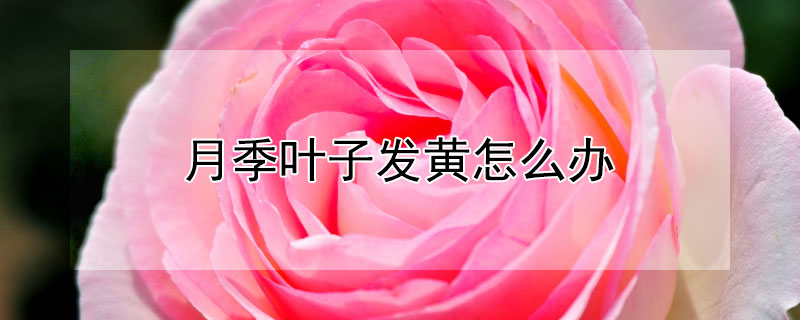 月季葉子發(fā)黃怎么辦