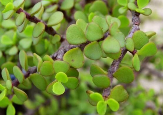 燕子掌怎么養(yǎng)長得更快，做好五個要點盆盆爆滿