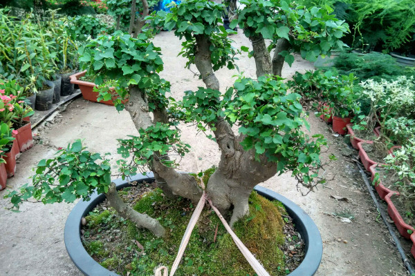 幸福樹有毒嗎，全株上下不存在任何毒性成分