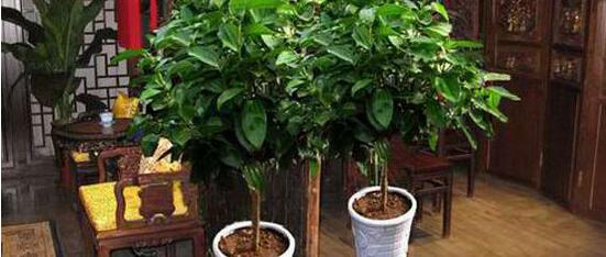 平安樹的功效與作用，保佑平安幸福