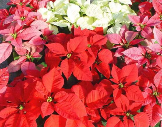 一品紅花語寓意是什么，代表著為你一路降妖除魔