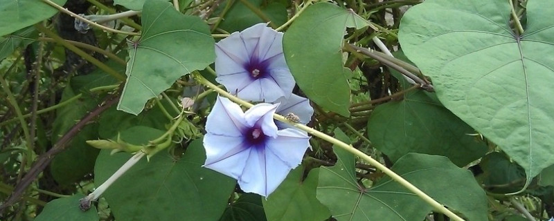 牽?；ńY(jié)果后葉子黃了枯萎了