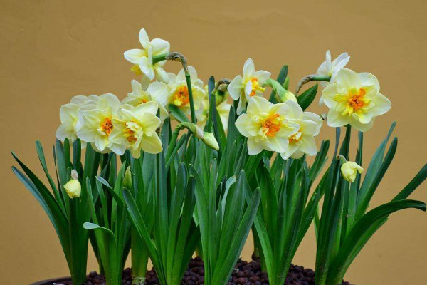 水仙花什么季節(jié)開花