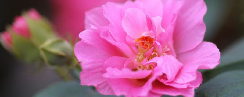 芙蓉花什么時候修剪比較好