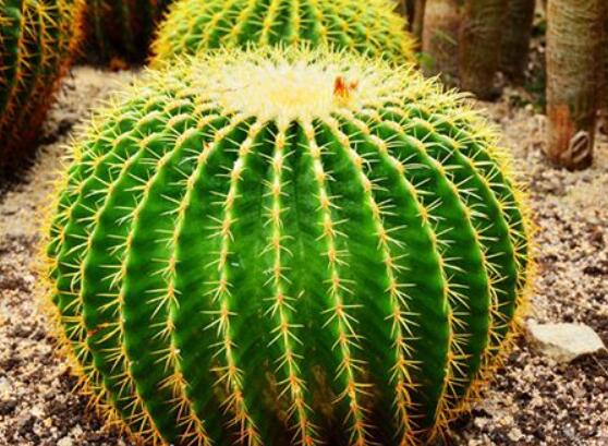 仙人球的擺放風(fēng)水，陽(yáng)臺(tái)、玄關(guān)、書(shū)房為風(fēng)水最好