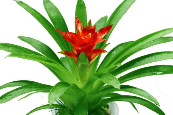 鴻運當(dāng)頭的光照時間