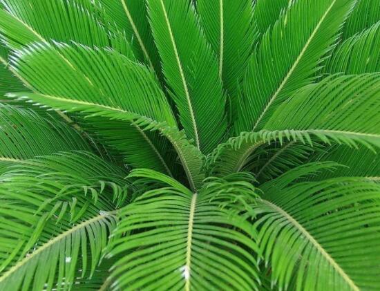 鐵樹葉片彎曲變形的原因和解決方法，教你三種最直觀有效措施