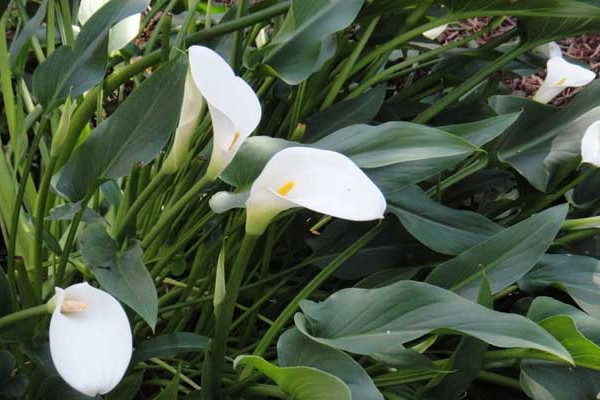 馬蹄蓮的開放時(shí)間