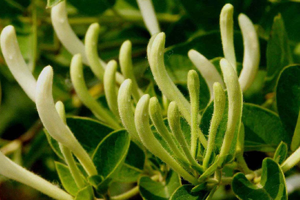 金銀花的修剪時(shí)間和修剪方法