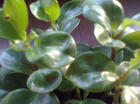 青葉碧玉怎么養(yǎng)，掌握八大核心保證你家的碧玉爆盆綠油油