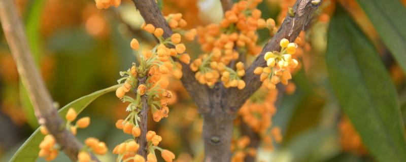桂花夏天怕太陽(yáng)直射嗎