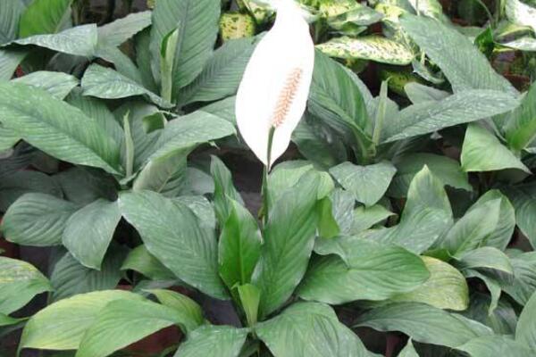 一帆風(fēng)順澆啤酒