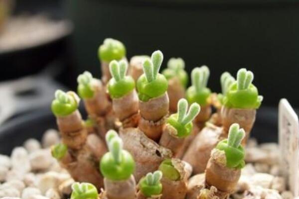 才發(fā)芽的碧光環(huán)怎么養(yǎng)