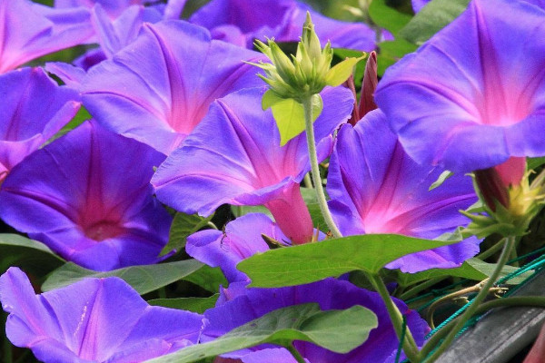 牽牛花種子怎么催芽